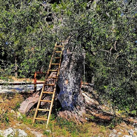 White House Bed & Breakfast 4*